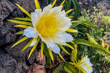 pitaya, dragon fruit, secret garden, Lanzarote, flower