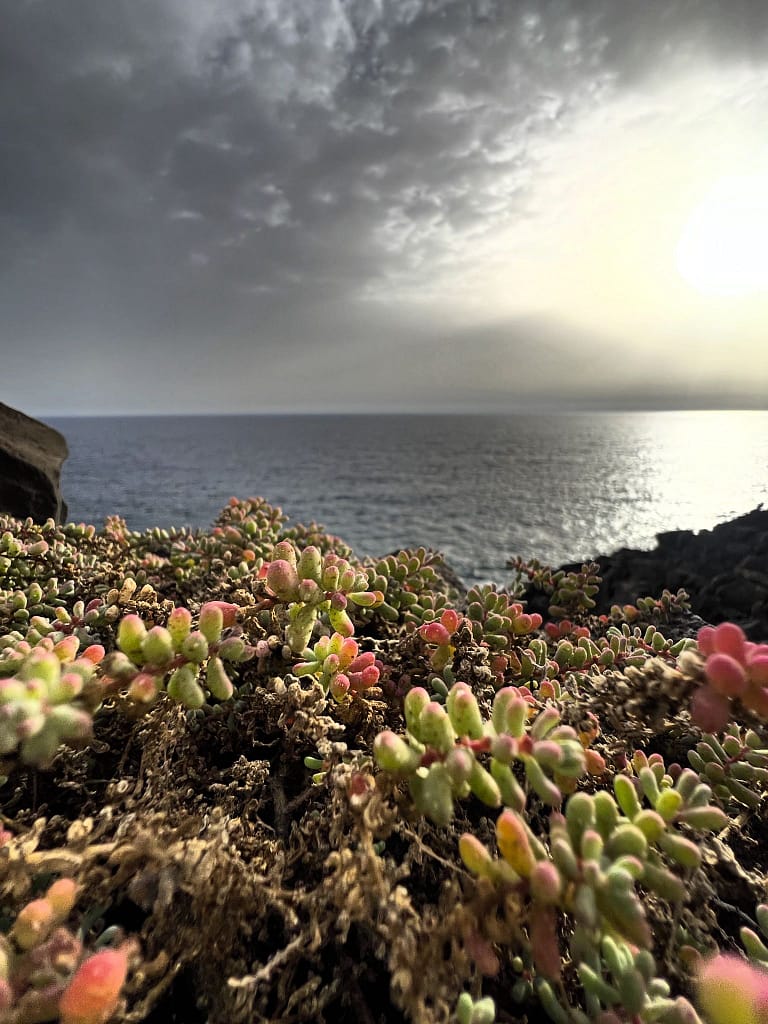 lanzarote trail, coastal, charco del palo, cocoteros, secret garden lanzarote, charco del palo, naturist, nudist, nature, hike, eco cabin