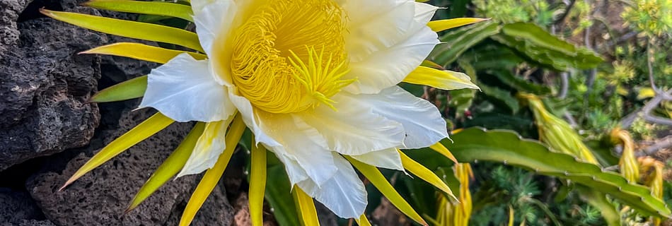 pitaya, dragon fruit, secret garden, Lanzarote, flower