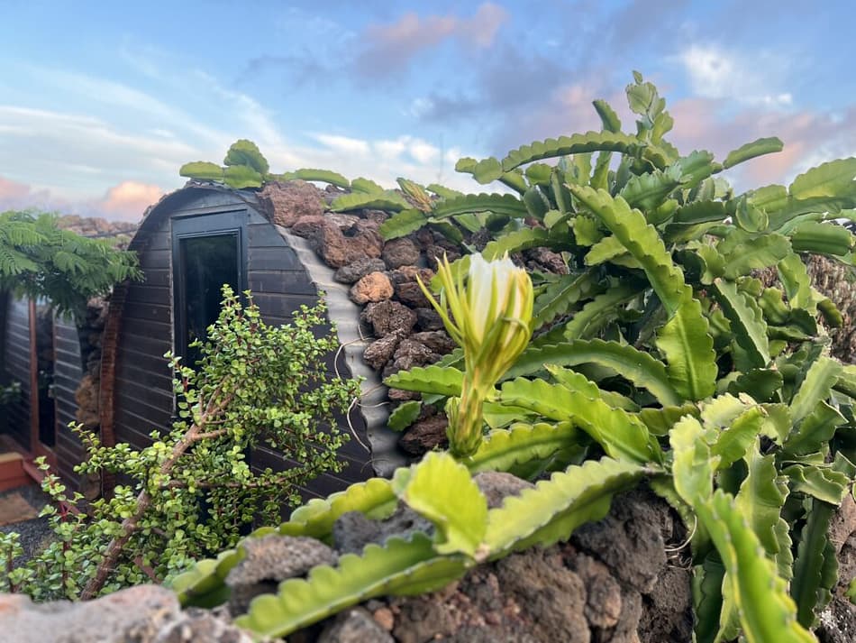 pitaya, dragon fruit, lanzarote, secret garden, secret garden lanzarote, flower