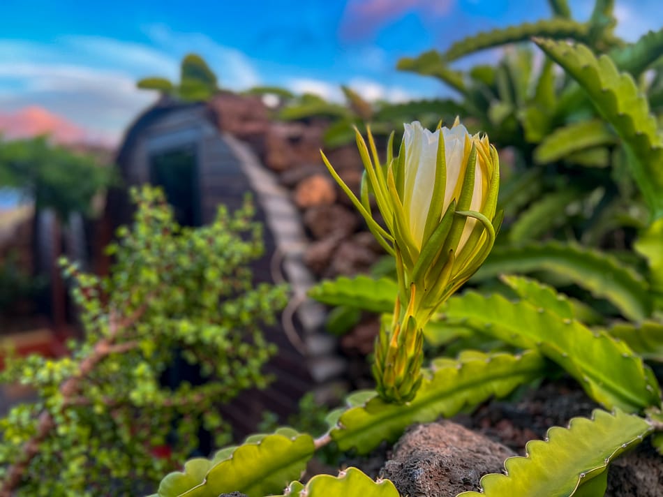 pitaya, dragon fruit, secret garden, Lanzarote