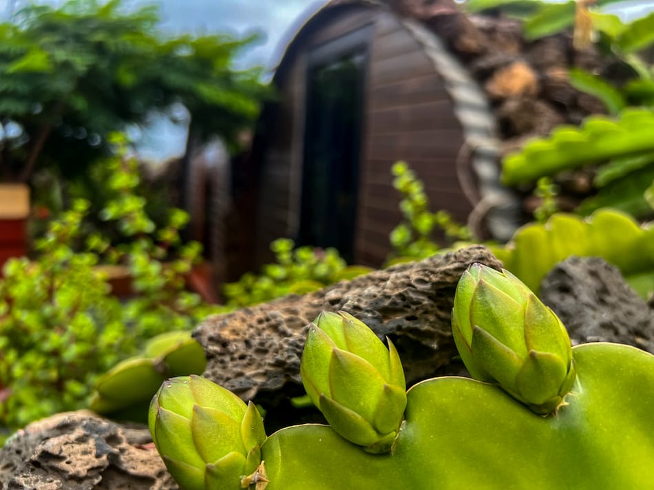 pitaya, dragon fruit, secret garden, Lanzarote