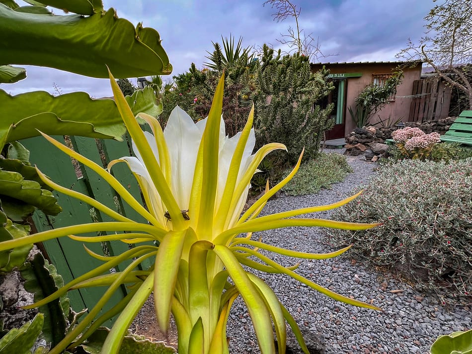 pitaya, dragon fruit, secret garden, Lola's cabin, cabin, lanzarote
