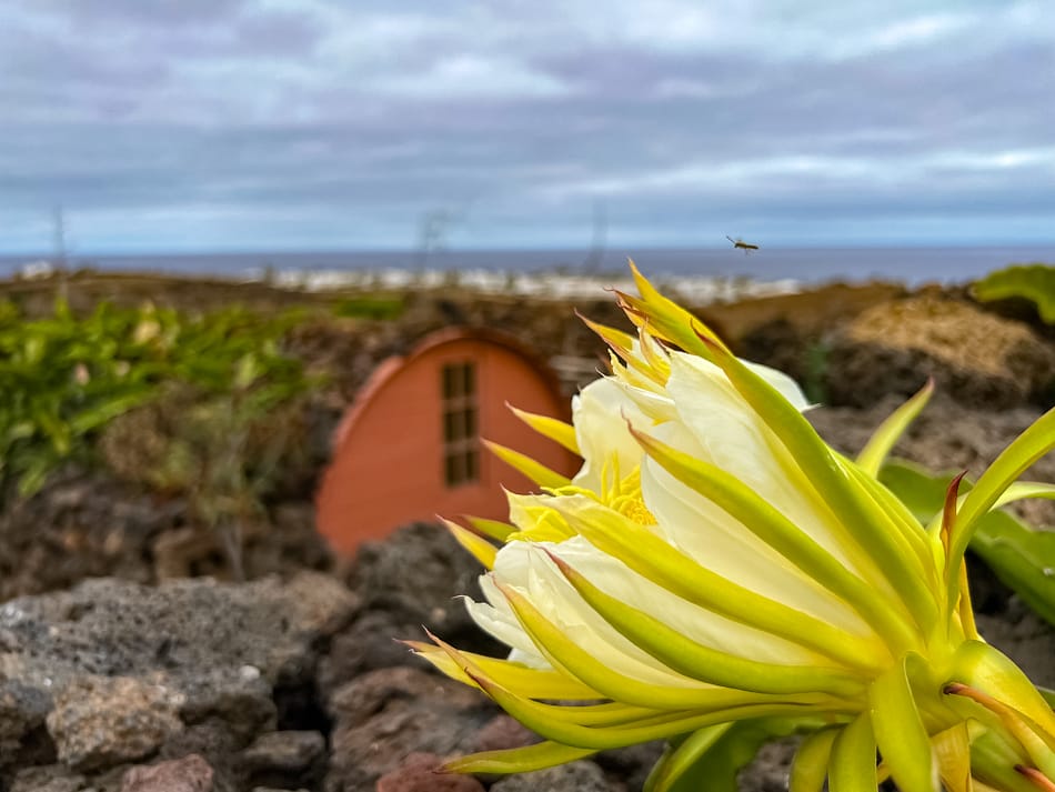 pitaya, dragon fruit, secret garden, Lanzarote, flower