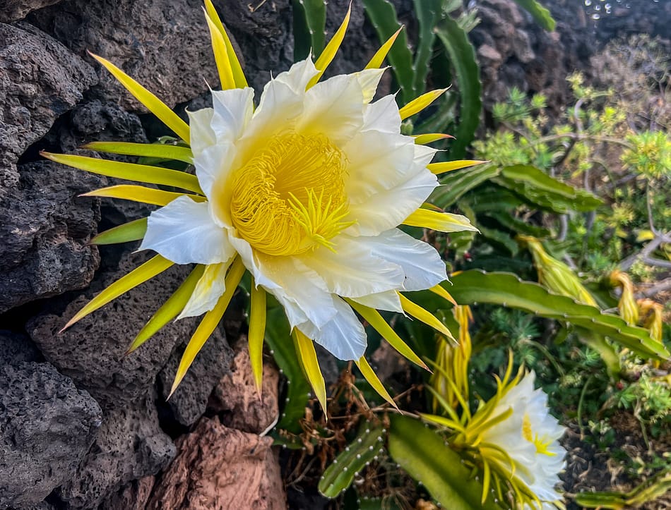 pitaya, dragon fruit, secret garden, Lanzarote, flower
